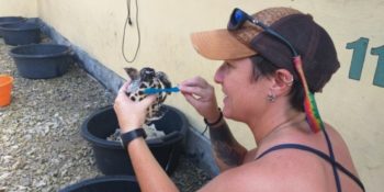 Vrijwilligerswerk op Bali schildpaddenproject 2