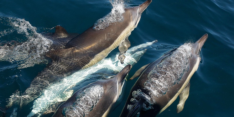 Zuid-Afrika-Marine-Conservation-Gansbaai-dolfijnen
