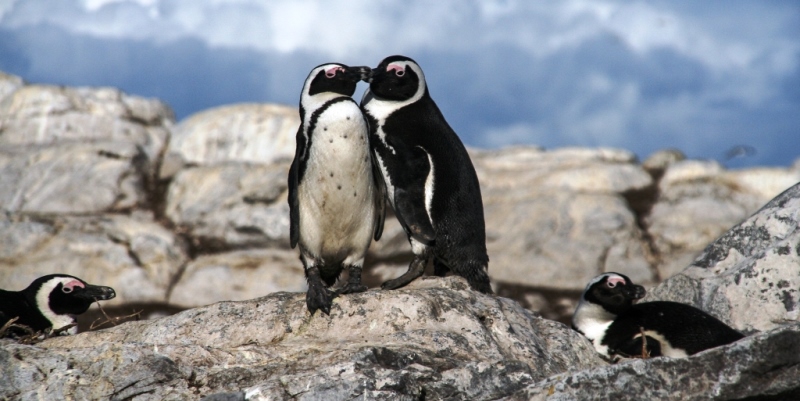Zuid-Afrika Marine Conservation Gansbaai pinguins