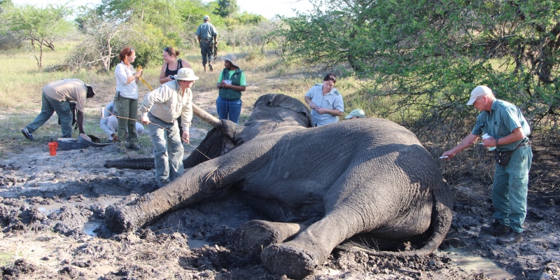 Zuid-Afrika Kwazulu Big 5 reservaten reisverhaal Martin Tembe Elephant Park