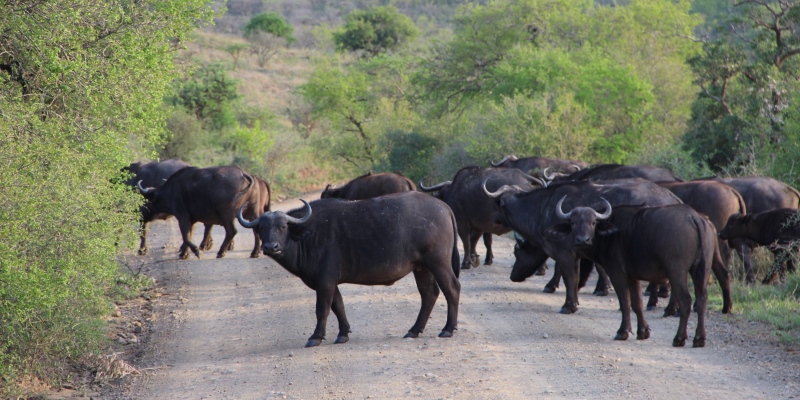 Zuid-Afrika Kwazulu Big 5 reservaten reisverhaal Martin met buffalo's