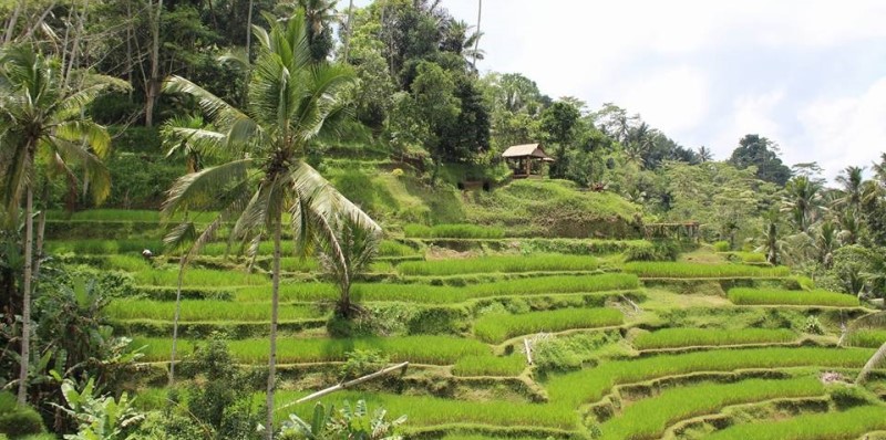 Bali Anouk rijstveld 2