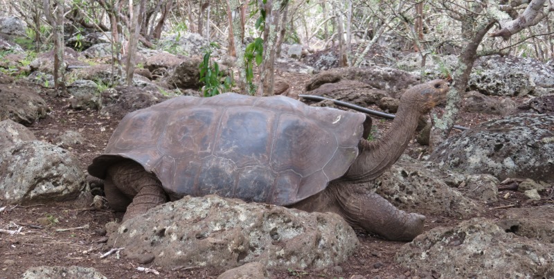 Ecuador Galapagos Annesietske schildpad