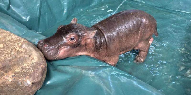Omgeving Hen Pat Zuid-Afrika Wildlife Rehab Centre Moholoholo baby nijlpaard - Activity  International