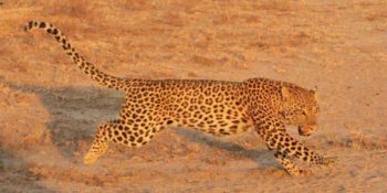 Zuid-Afrika Wildlife Rehab Centre Moholoholo jachtluipaard