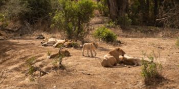 Zuid-Afrika Kruger Research and Conservartion Dieren Leeuwin met welpjes