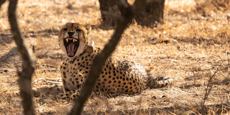 Zuid-Afrika Kruger Research and Conservartion Dieren in de bush. Cheetah