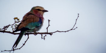 Zuid-Afrika Kruger Research and Conservartion Dieren in the bush vogeltje