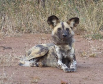 Zuid-Afrika Kwazulu Big 5 Monitoring wild dogs