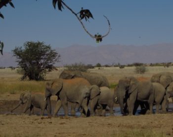 Olifanten in Namibië