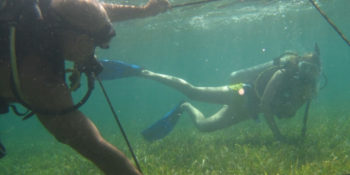 Mexico Marine Conservation zeegras meten