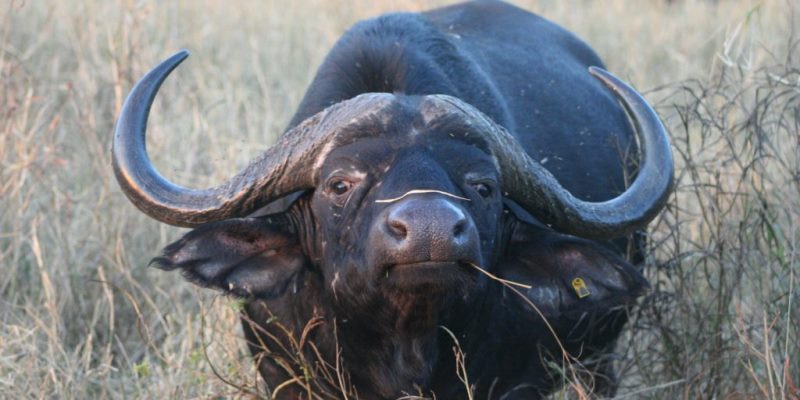 Zuid-Afrika Anti-Rhino poaching awareness project buffel
