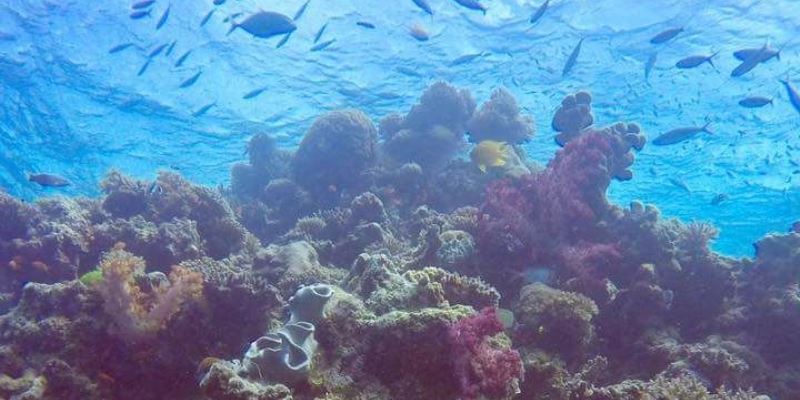 » Coral Reef research Fiji koraal