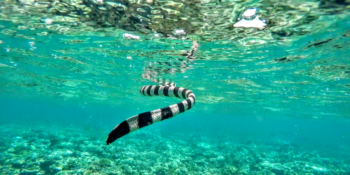 Coral Reef research Fiji zeeslang