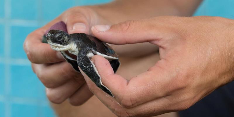 Thailand Turtle and Coastal Conservation schildpadje