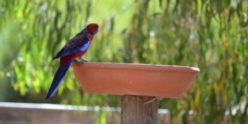 Kangaroo Island Wildlife Sanctuary birdlife