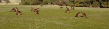 Kangaroo Island Wildlife Sanctuary header