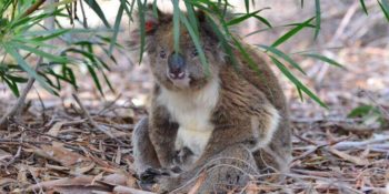 Kangaroo Island Wildlife Sanctuary koala