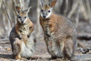 Kangaroo Island Wildlife Sanctuary walibi's