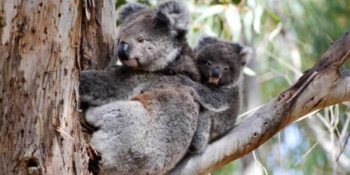 Kangaroo Island koala's