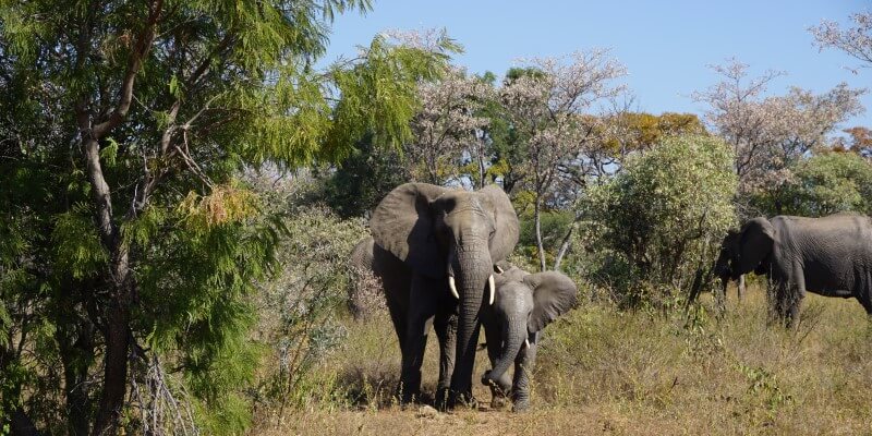 2 weken welgevonden olifanten