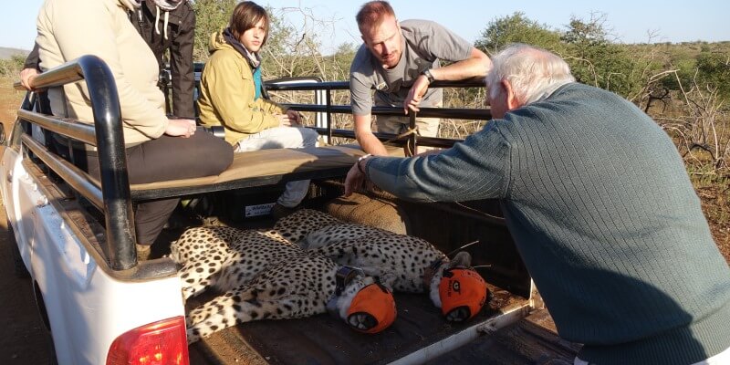 Conservation Training Course Cheetahs on Vehicle