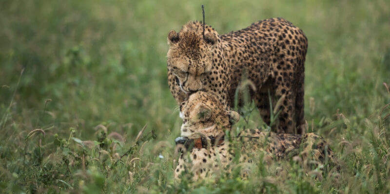 Conservation Training Course Collared Cheetah