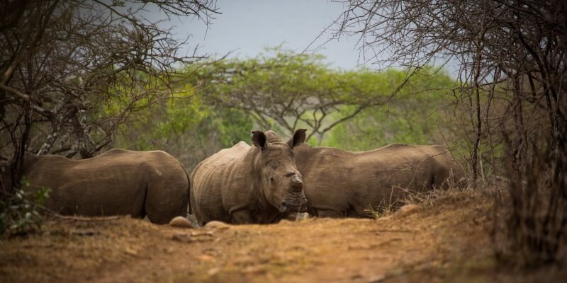 Conservation Training Course Dehorned Rhino on Somkhanda