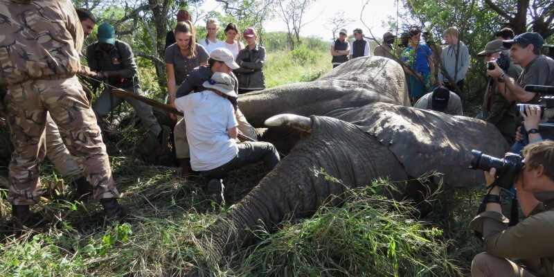Conservation Training Course Sedated Elephant