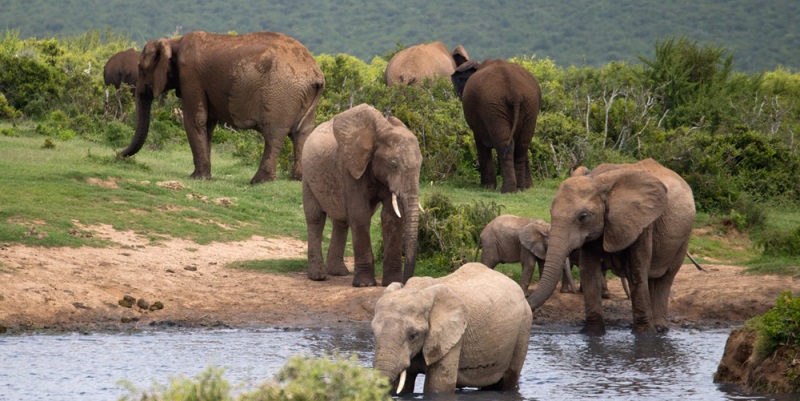 Cape Town to Addo Park olifanten