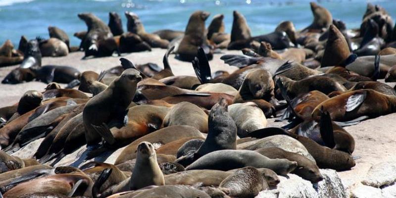 Cape Town to Addo Park seal island