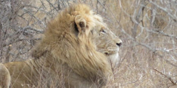 Kruger to Cape week 1 Krugerpark leeuw