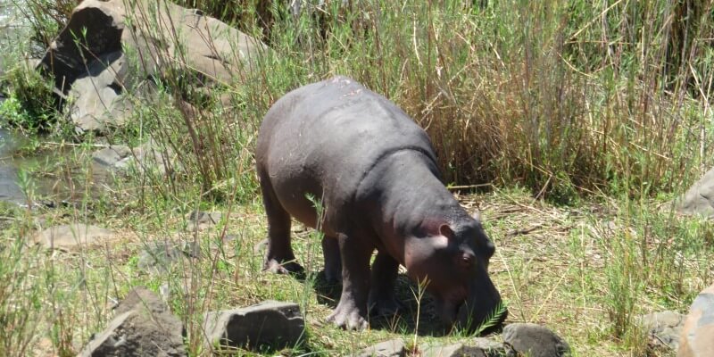 Kruger to Cape week 1 Krugerpark nijlpaard jong