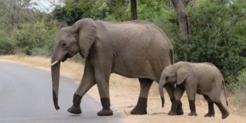 Kruger to Cape week 1 Krugerpark olifanten