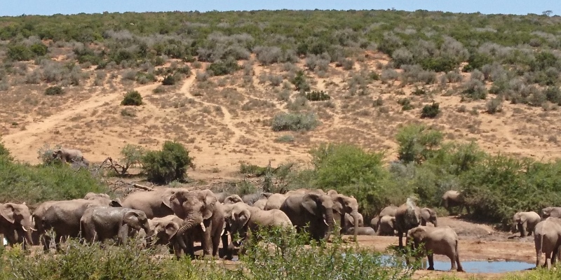 Kruger to Cape week 8 Garden Route olifanten