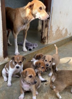 Dog Care Sri Lanka hond met puppies