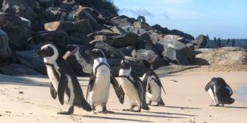3 weken Kaapstad Pinguins