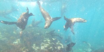 3 weken Kaapstad zeehonden