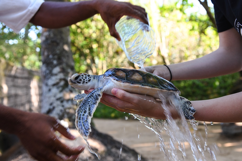Schildpaddenproject Sri Lanka 1