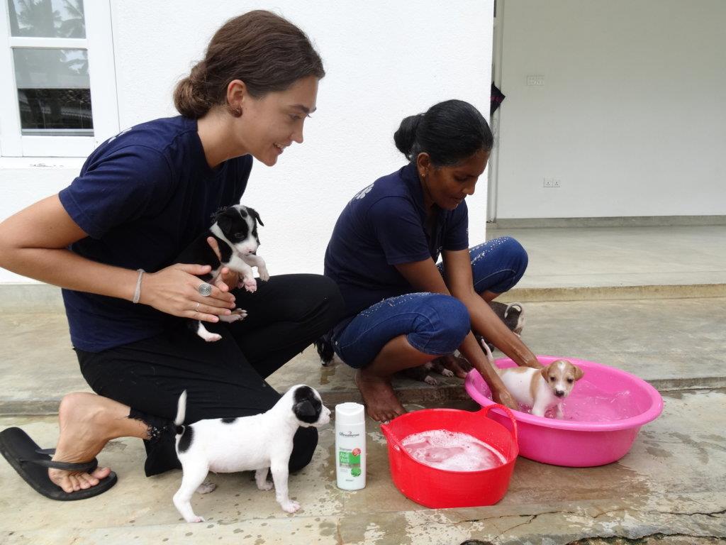 Hondenproject Sri Lanka 5