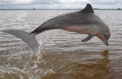 Suriname dolfijnen