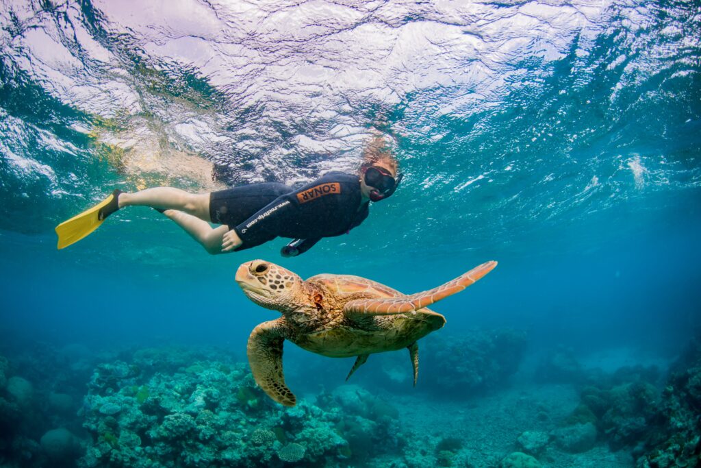 Birgit duiken schildpad