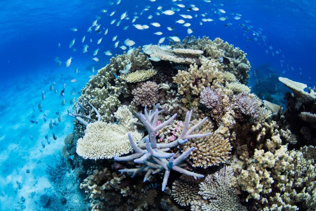 Great Barrier Reef II - Australië