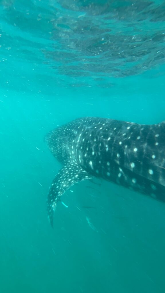 Kruger to Coast - whale shark