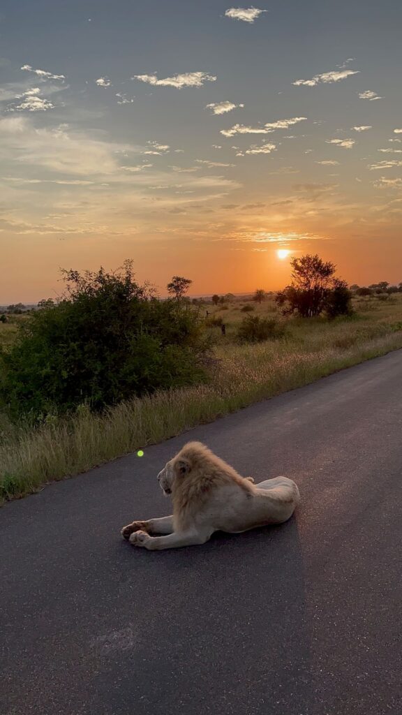 Kruger to Coast - leeuw