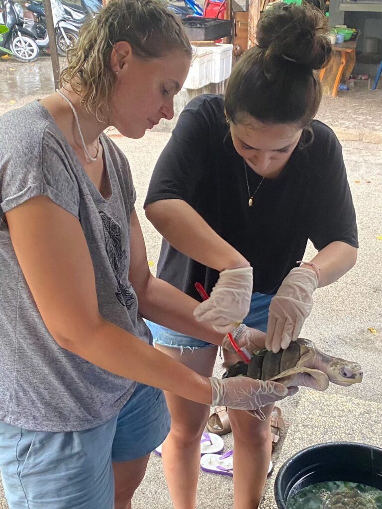 Lombok - schildpadden