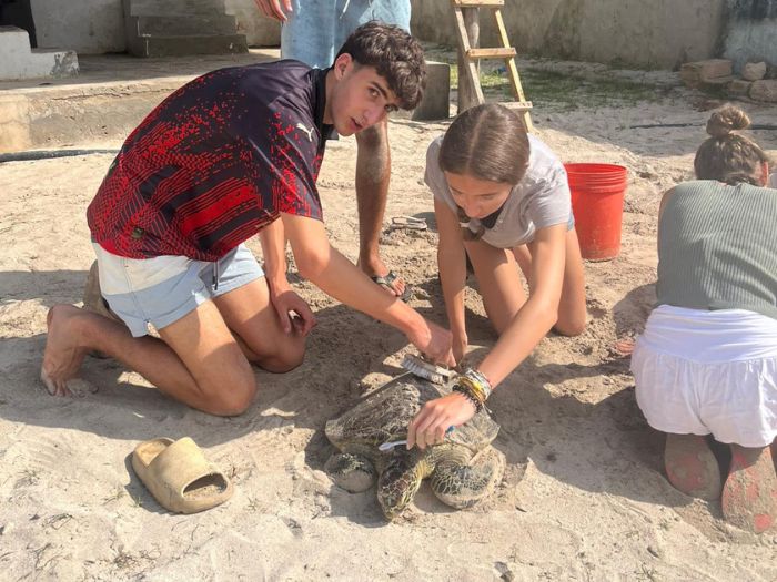 Schildpadden Zanzibar